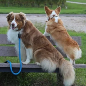 accessoires-chien-personnalisables