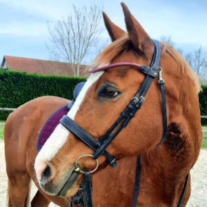 Un cheval avec un filet de concours sur mesure en cuir