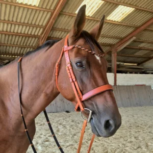 Un cheval avec un bridon et des rênes en cuir sur mesure
