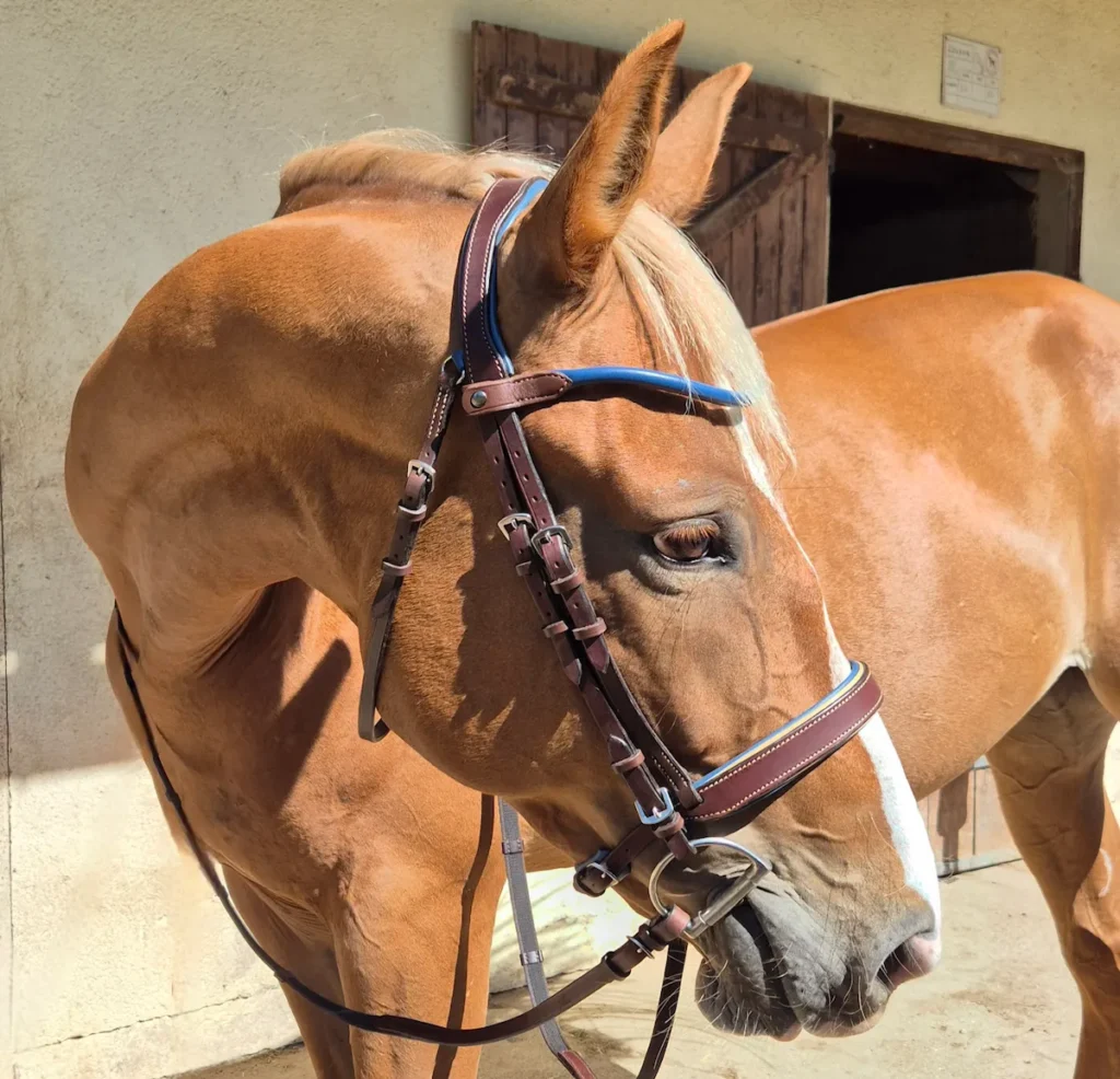 bridon en cuir havane bleu personnalisable made in france