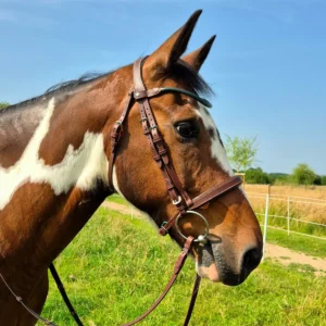 Un cheval avec un bridon ergonomique fabriqué artisanalement