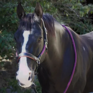Un cheval avec un licol personnalisé fabriqué à la main