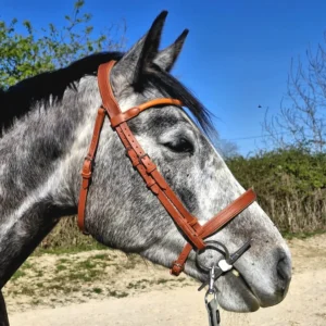 Un cheval avec un bridon en cuir marron clair adapté à sa morphologie