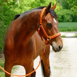 Un cheval avec un licol et une longe de qualité