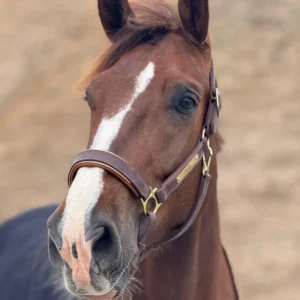 Un cheval avec un licol en cuir sur mesure fabriqué en France