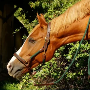 Un cheval avec un licol en cuir et corde personnalisé et sur mesure