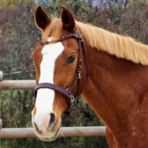 Un cheval avec un side pull anatomique et un frontal en vague
