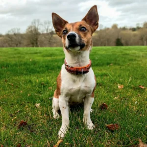 Un chien avec un collier en cuir sur mesure orange