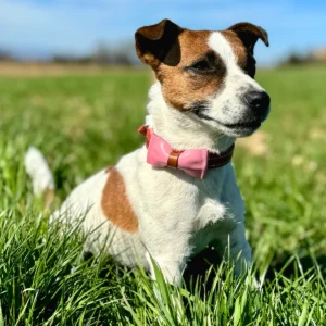 Une chienne avec un noeud papillon en cuir pour un mariage