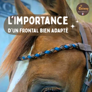 Des conseils pour bien choisir le frontal de son cheval ou poney