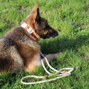 collier-berger-allemand