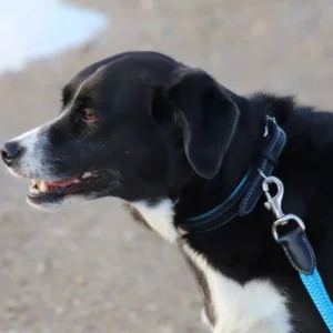 collier-border-collie