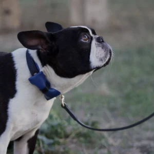 collier-boston-terrier