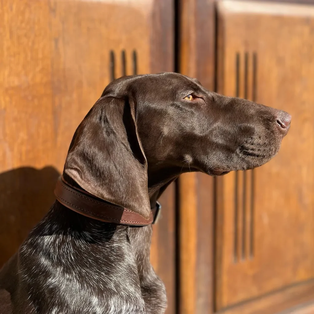 collier en cuir chic tendance 2026 canin concours photo