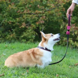 collier-laisse-corgi