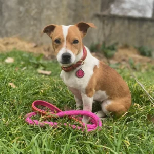 laisse chien caliway made in france