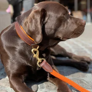 Un labrador qui porte un collier en cuir et une laisse de qualité
