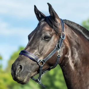 Un poney avec un licol en cuir personnalisé et sur mesure