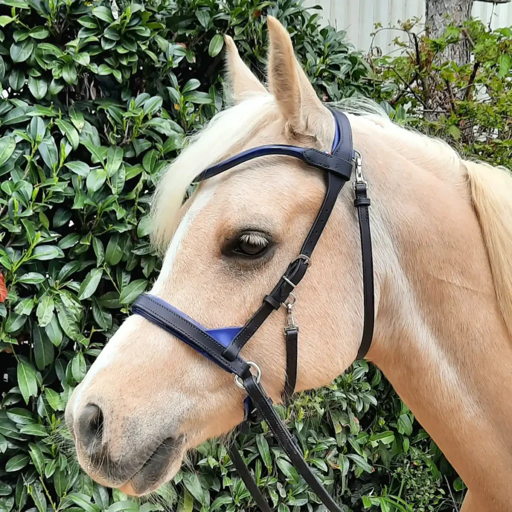 Un poney avec un side pull personnalisé en cuir bleu