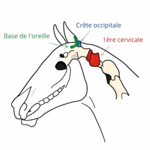 Le croquis d'une tête de cheval pour visualiser comment choisir la têtière de son cheval