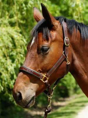 licol-cheval-cuir Un cheval avec un beau licol en cuir artisanal