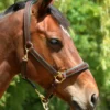 Un licol en cuir solide et confortable sur un cheval