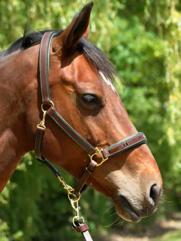 Un licol en cuir solide et confortable sur un cheval