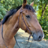Un cheval avec un bridon sans muserolle