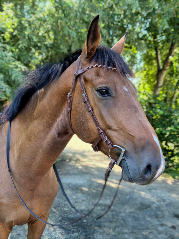 Un cheval avec un bridon sans muserolle