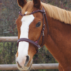 Un cheval avec un side pull en cuir anatomique