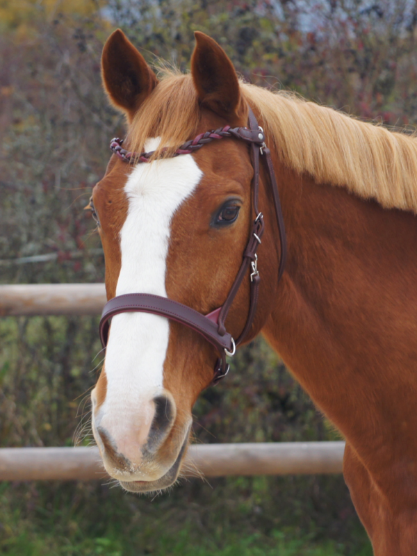 Un cheval avec un side pull en cuir anatomique
